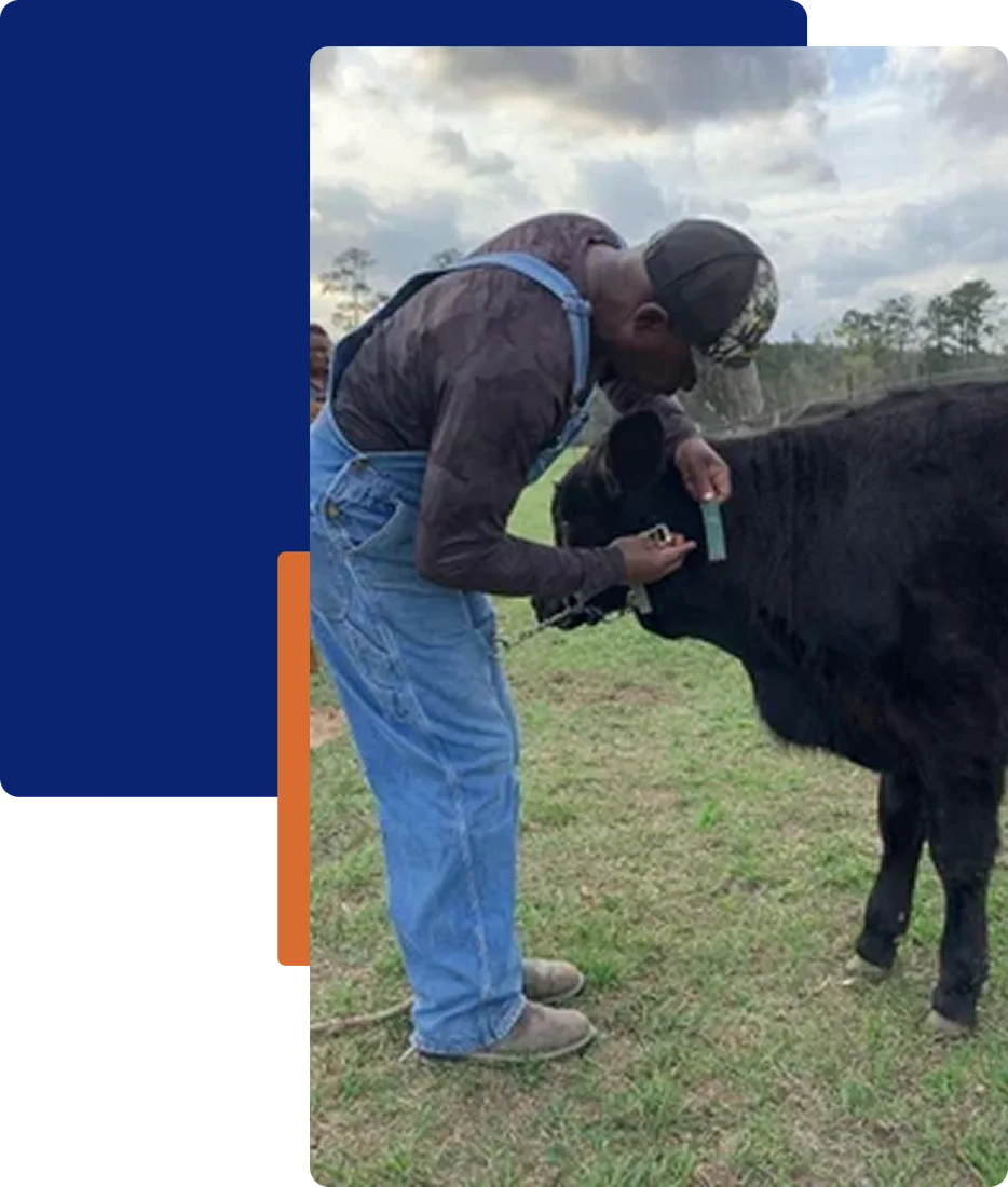 A farmer tending a cow at Muse 3 Farm